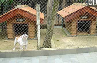 Canil Rotha - Foto 1