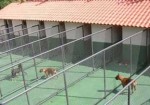 hotel-para-animais-santos-1456677712