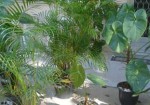 plantas-ornamentais-santos-1456750171