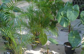 Natureza Center Plantas & Presentes - Foto 1