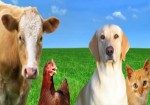 produtos-veterinarios-santos-1456677319