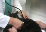 veterinarios-santos-1456677167