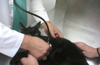 Arca de Noé Clínica Veterinária e Pet Shop - Foto 1