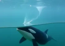 monitor ambiental orcas