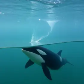 monitor ambiental orcas