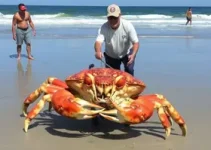 caranguejo-aranha japonês