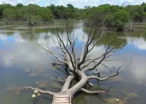 Parque Palafitas