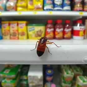 video mostrando barata