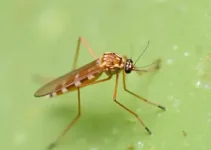 avaliação de larvas do Aedes