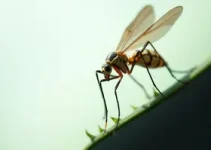 mutirão contra o Aedes aegypti