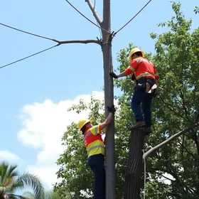 capacitação Defesa Civil quedas de árvores